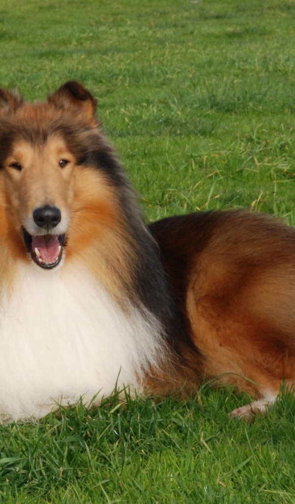 Пушистая колли отдыхает на газоне