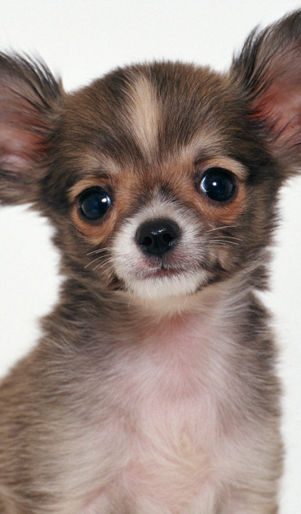 Пушистая собака чихуахуа