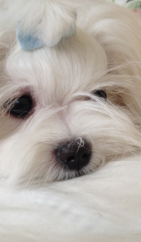 Пушистая болонка отдыхает