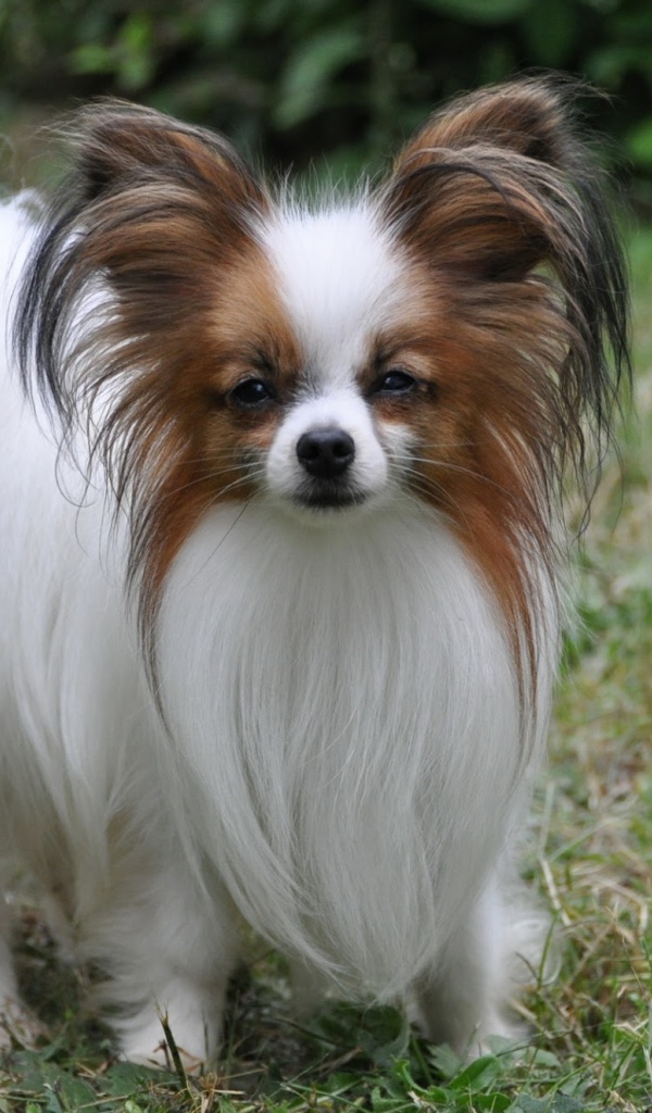 Пушистый папильон на траве