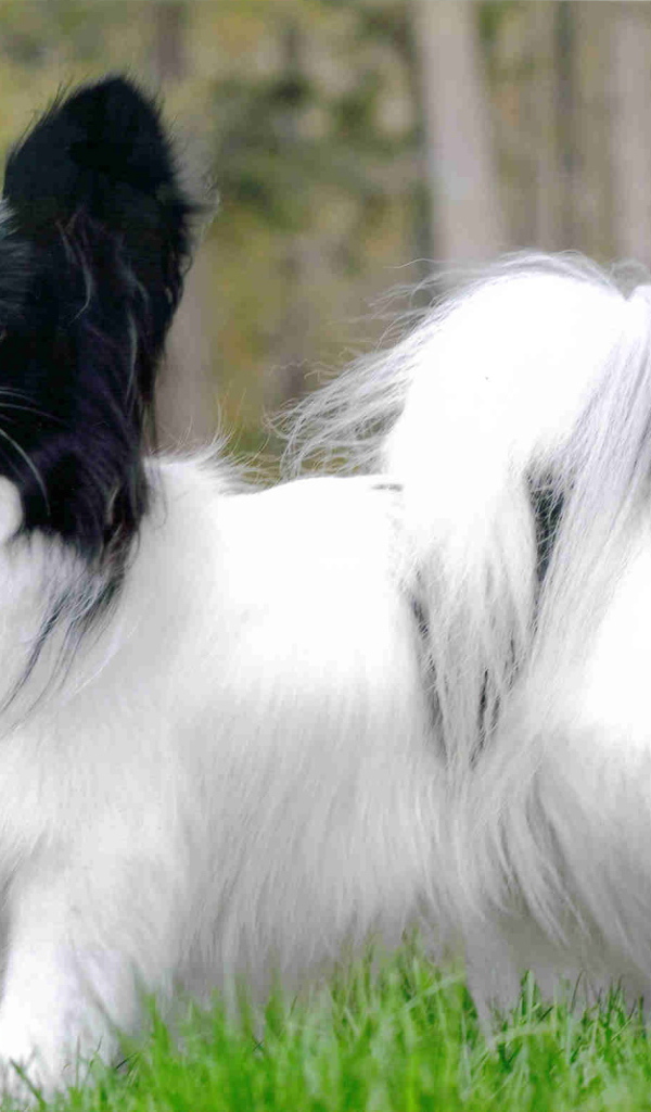 Пушистый папильон на прогулке