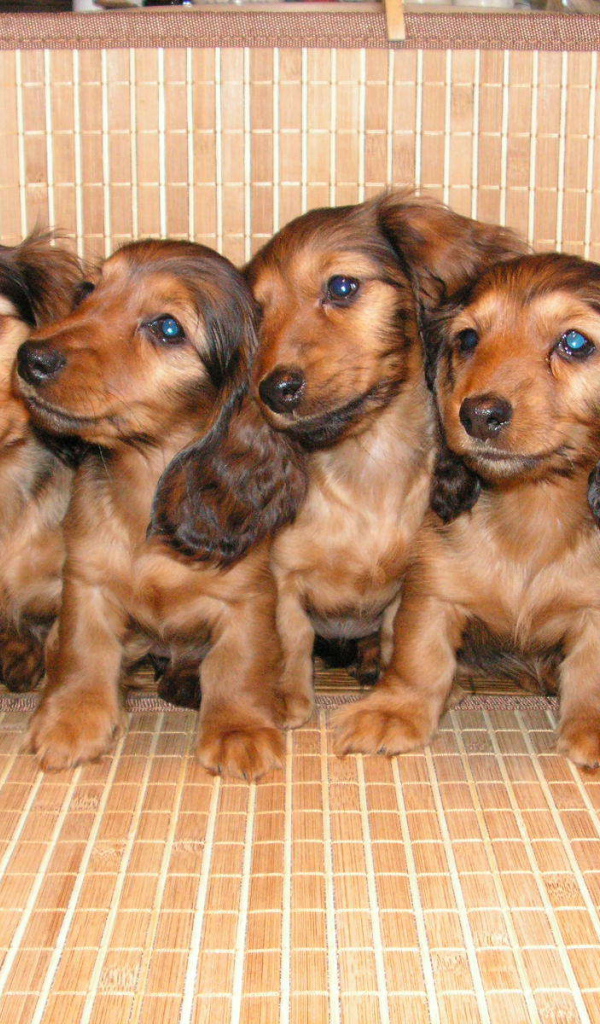 Пушистые щенки таксы