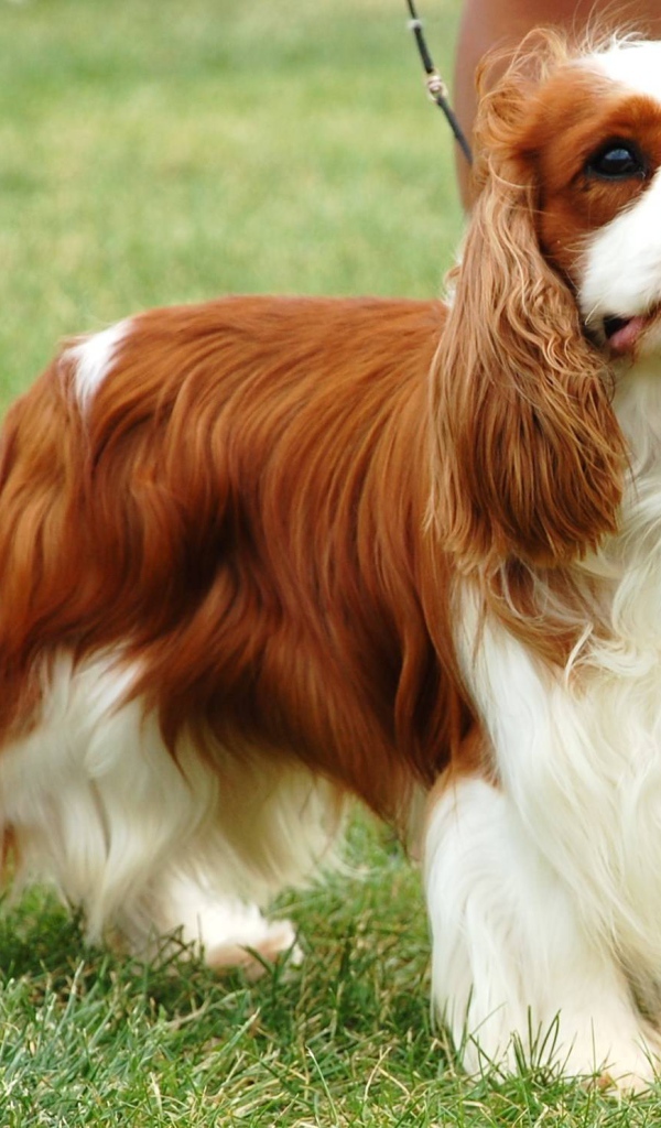 Пушистый спаниель на пирогулке