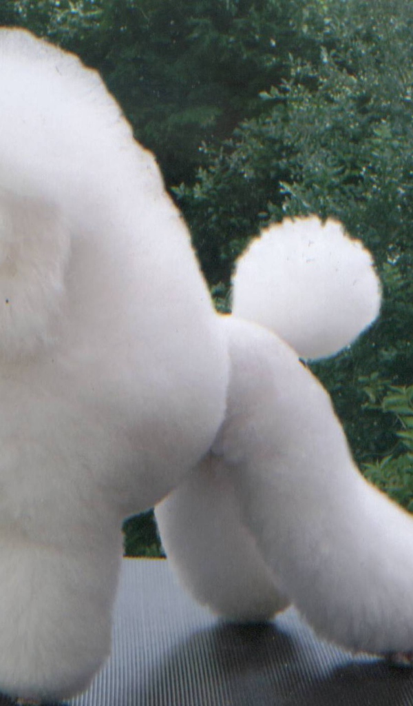 Белый пушистый пудель