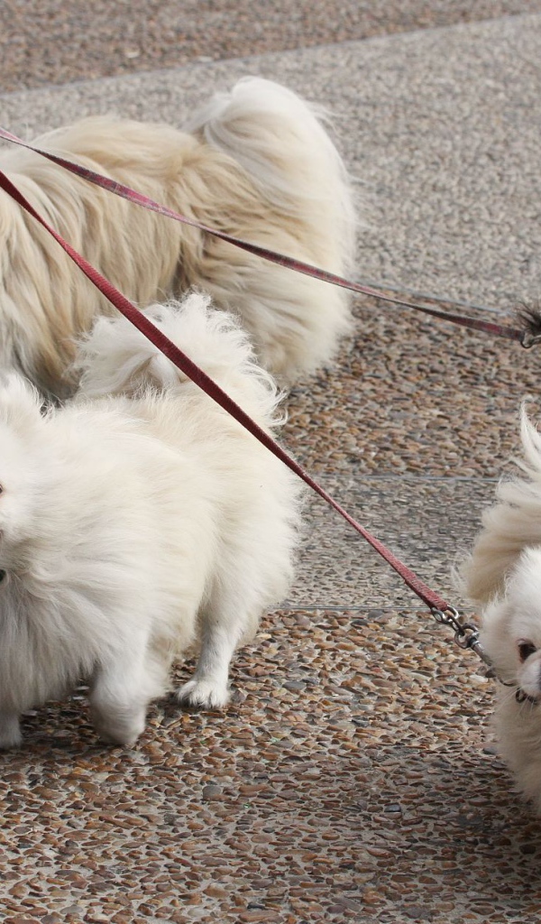 Четверка пекинесов на прогулке