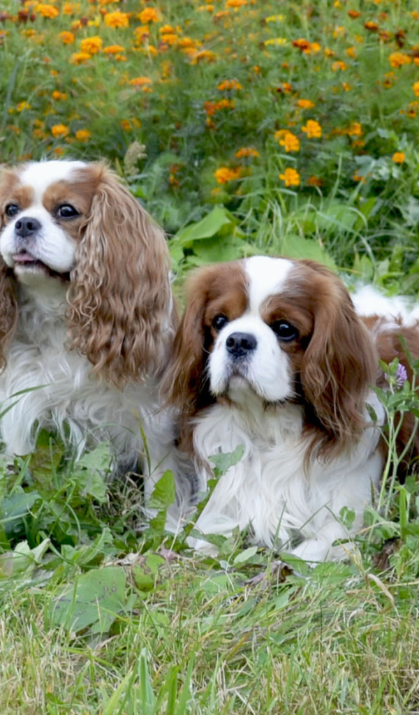Четверка друзей спаниелей