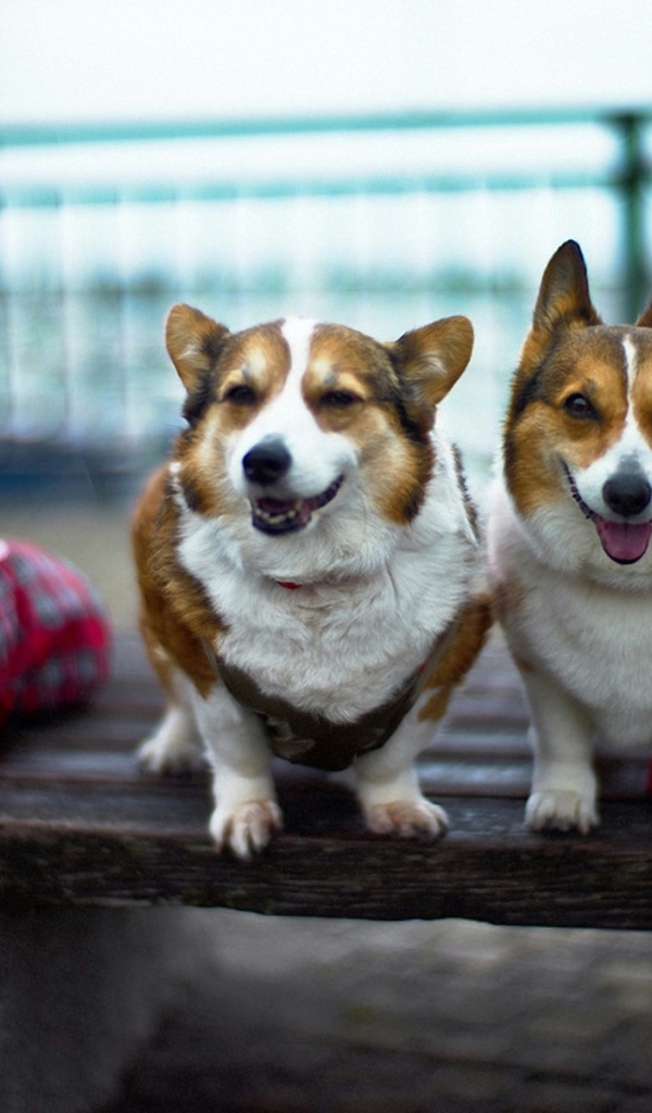 Четыре друга вельш-корги