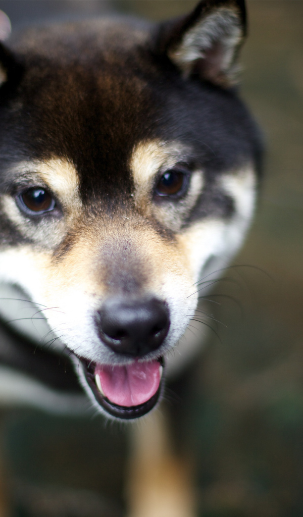 Дружелюбная собака