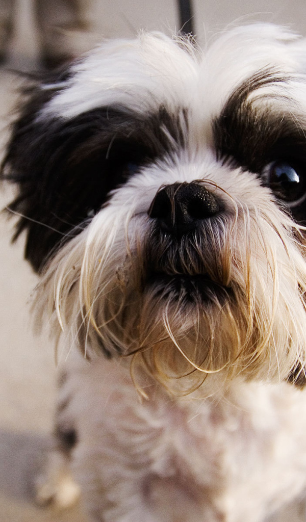 Испуганный взгляд шитцу