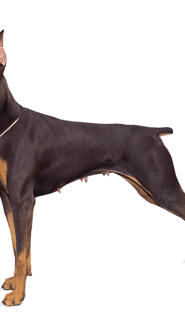 Стойка собаки добермана