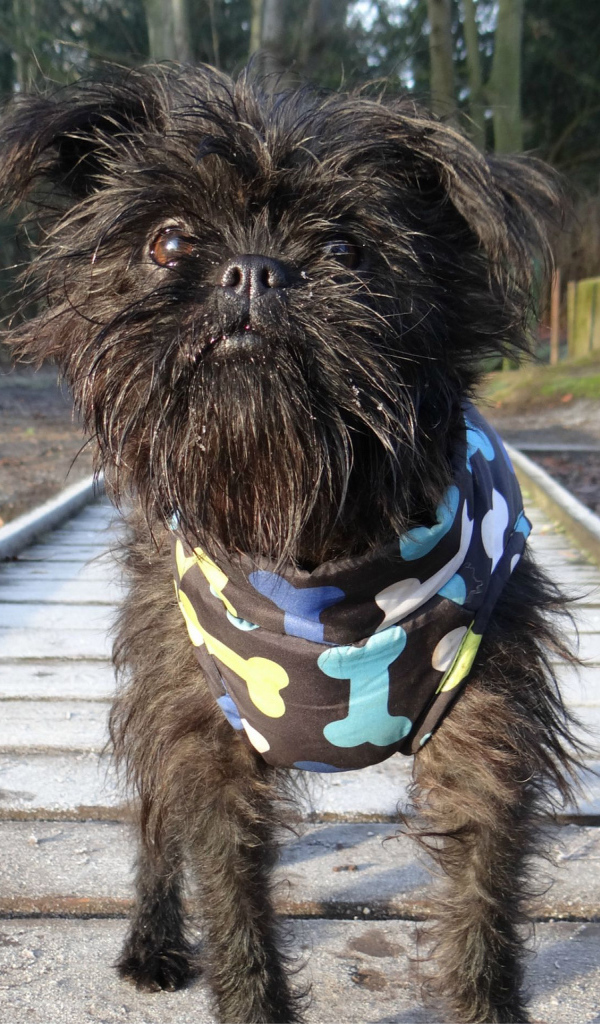 Забавный песик аффенпинчер