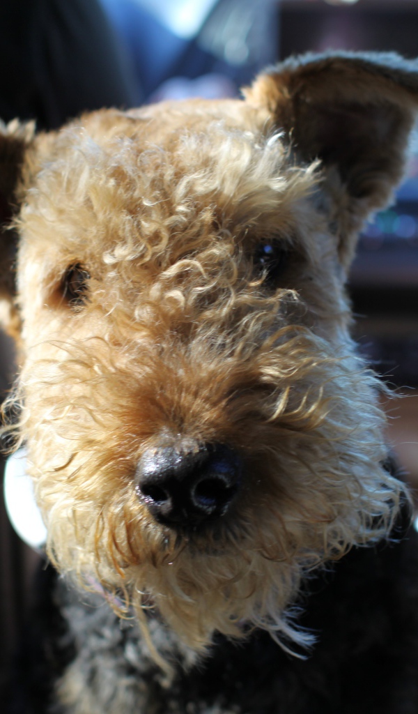 Забавный эрдельтерьер в машине