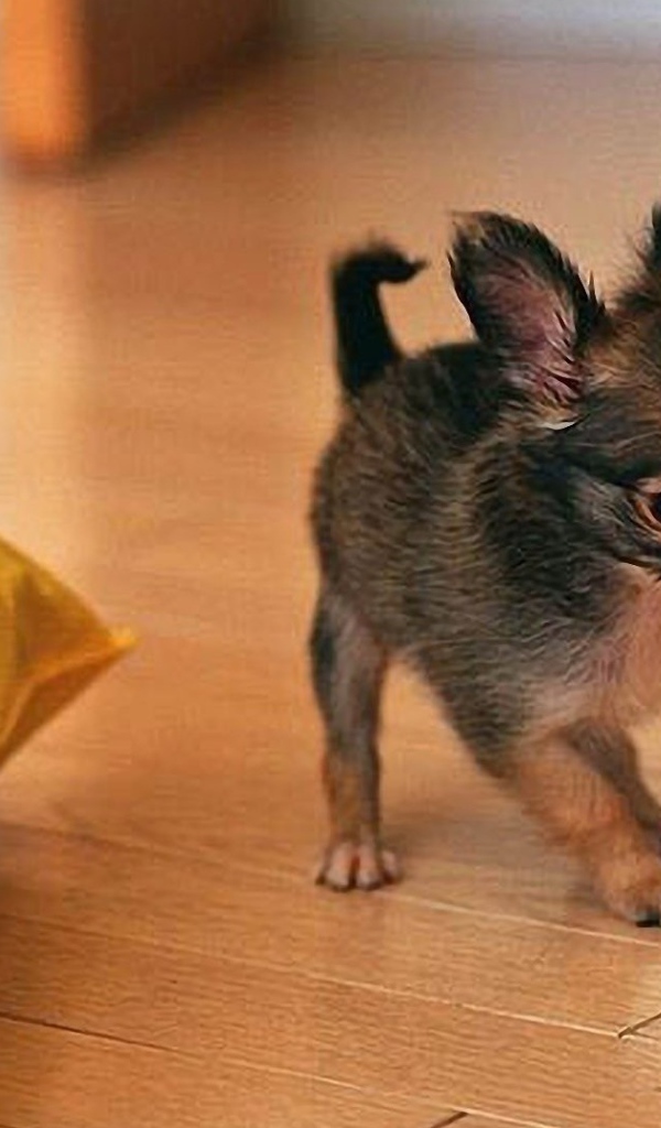 Забавный щенок чихуахуа играет