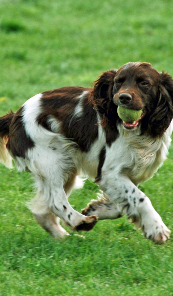 Забавный английский спрингер спаниель