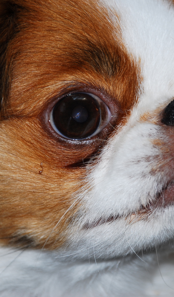 Забавный японский хин