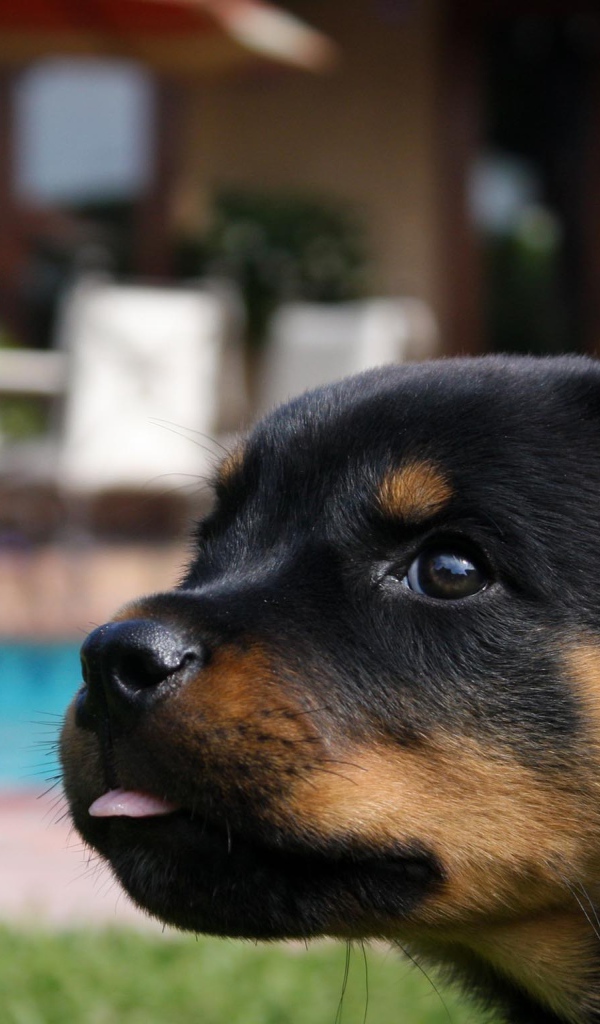 Забавный щенок ротвейлера