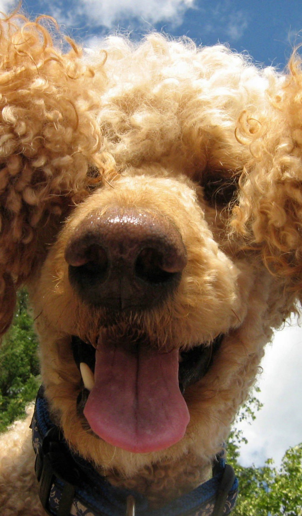 Забавный коричневый пудель