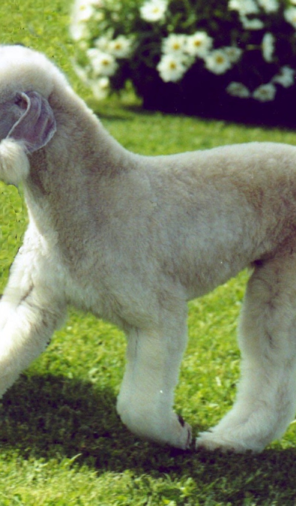 Забавный пес бедлингтон терьер