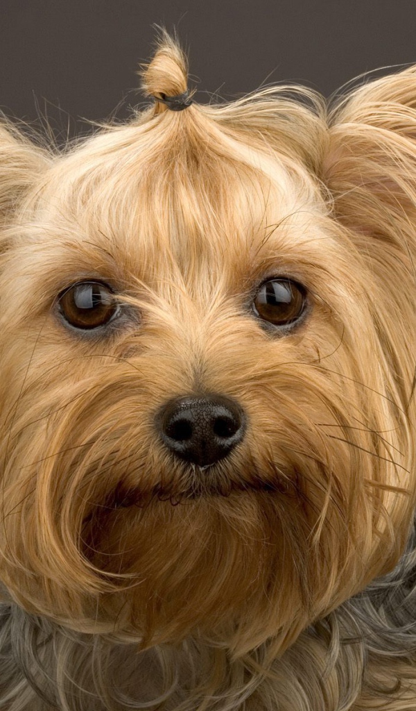 Забавный пес йоркширский терьер