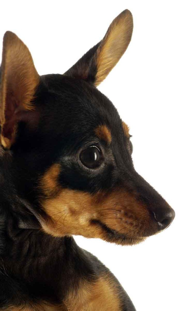 Забавная собака чихуахуа