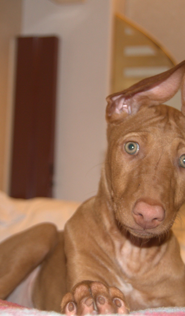 Забавные уши у фараоновой собаки