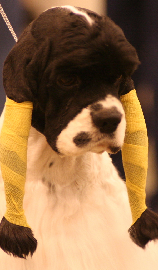 Забавная прическа американского кокер спаниеля