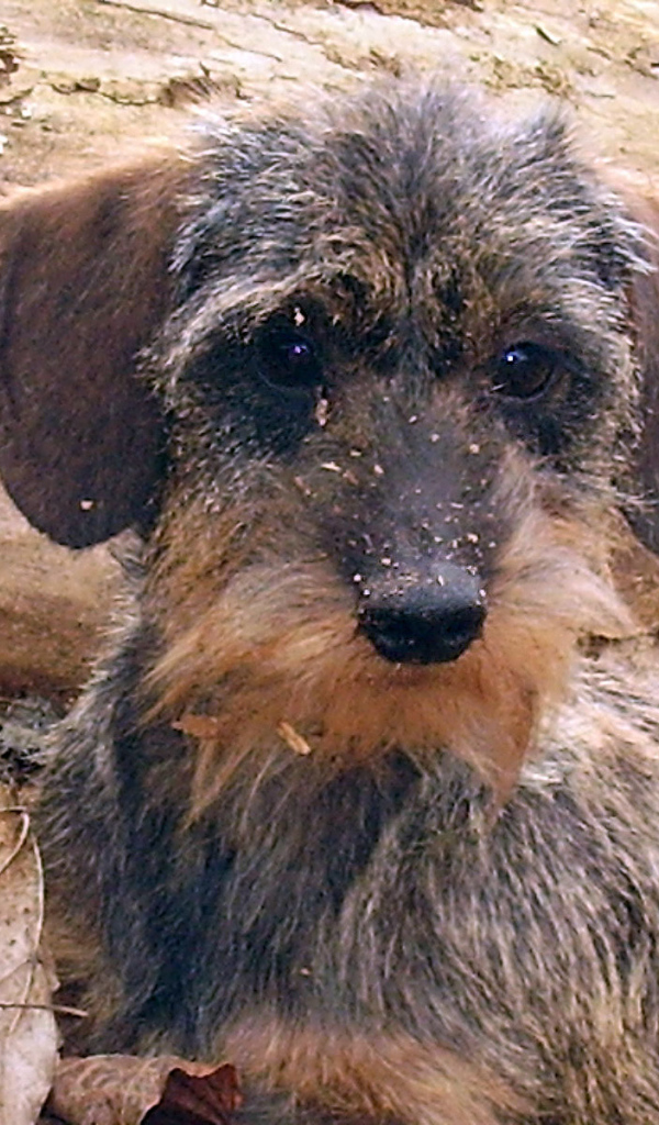 Пушистая такса в лесу