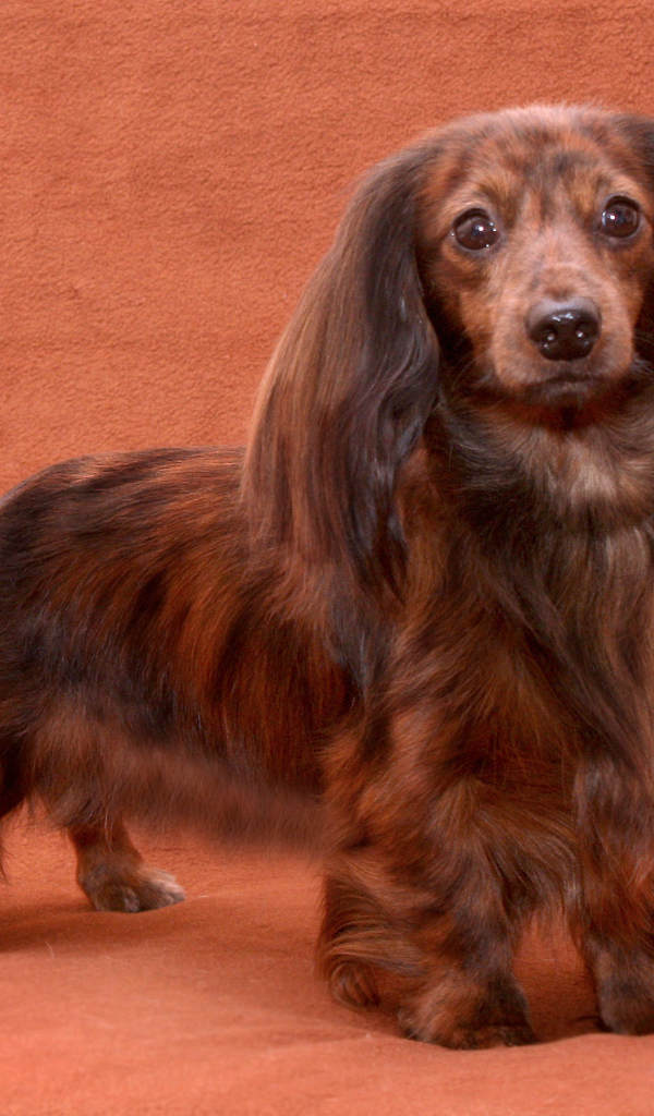 Пушистая такса позирует