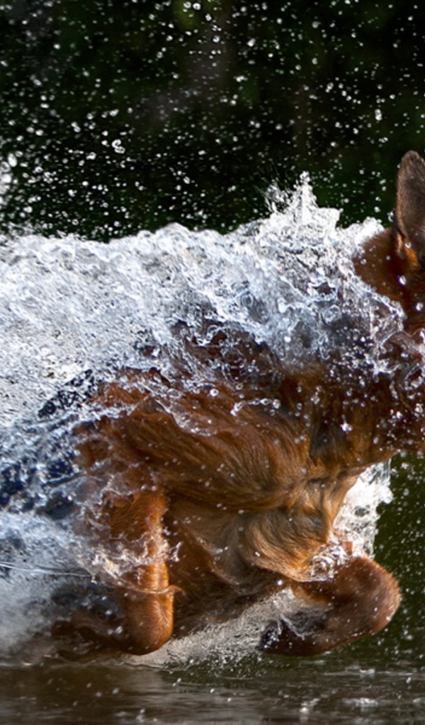 Немецкая овчарка бежит в воде