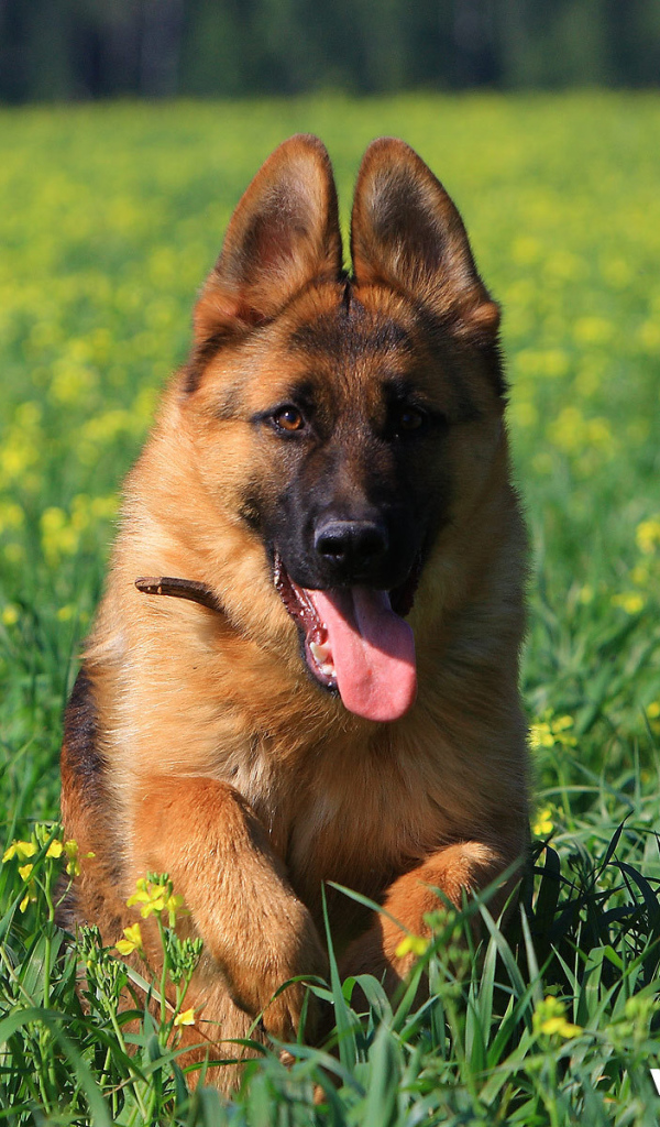 Немецкая овчарка бежит по траве