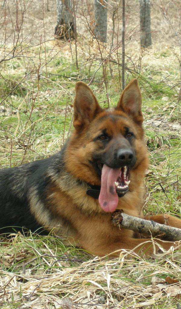 Немецкая овчарка с длинным языком