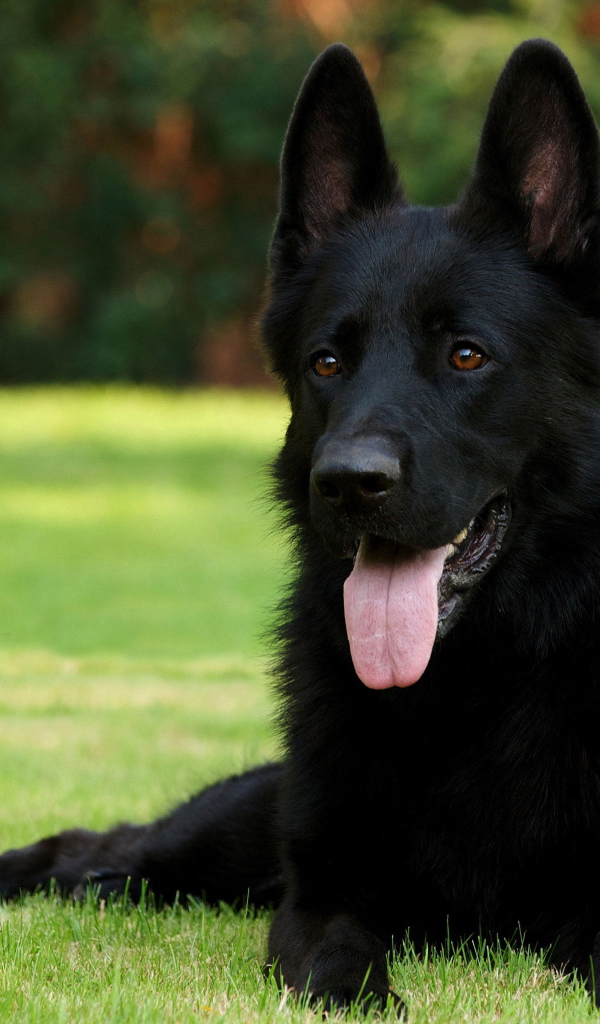 Немецкая овчарка черного цвета