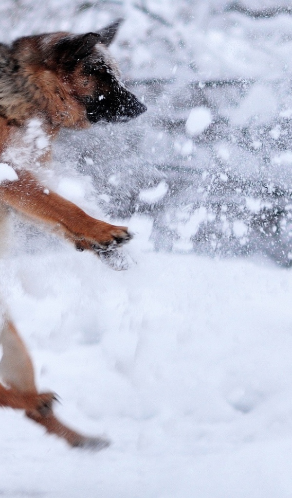 Немецкая овчарка ловит снежки