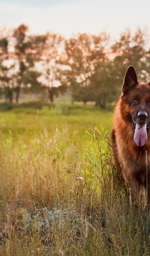 Немецкая овчарка на закате