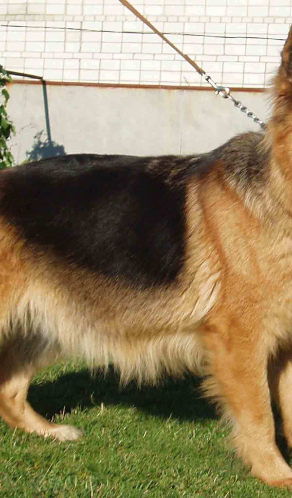 German Shepherd dog on a leash