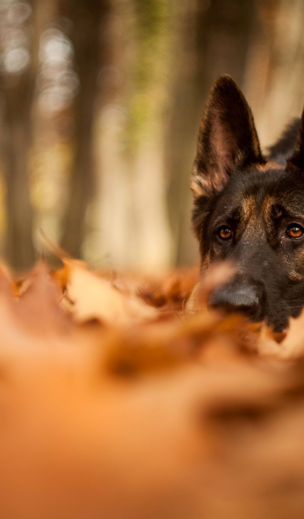 Немецкая овчарка в осеннем парке
