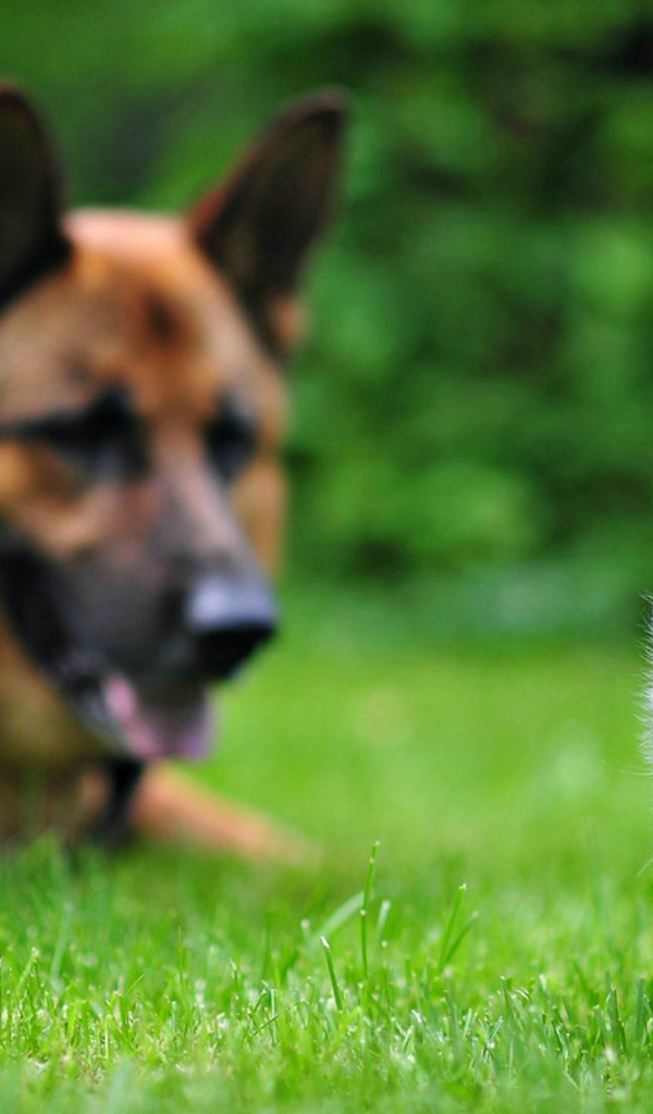 Немецкая овчарка смотрит на котенка