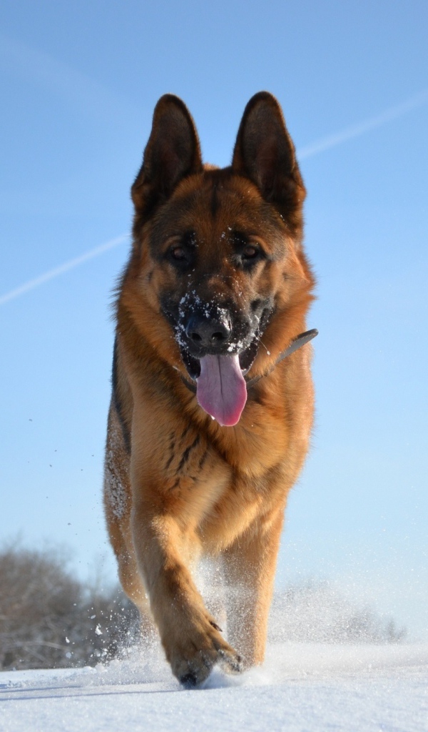 Немецкая овчарка в зимний день