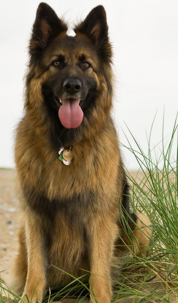 Немецкая овчарка на берегу