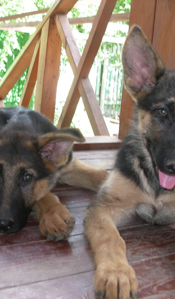 Щенки немецкой овчарки отдыхают на веранде