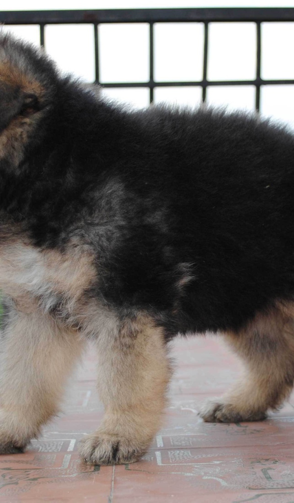 Щенок немецкой овчарки