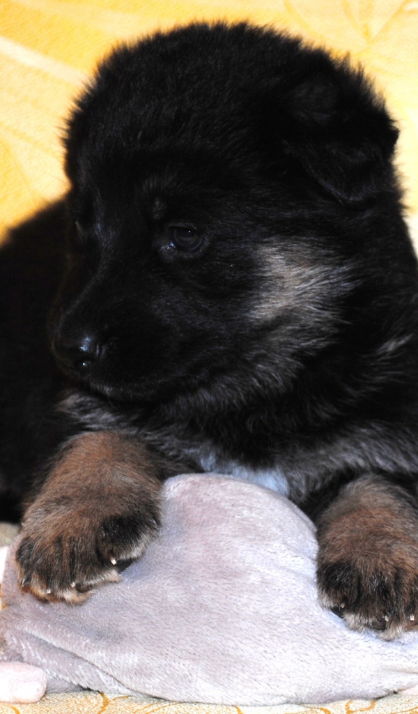 Щенок немецкой овчарки черного цвета