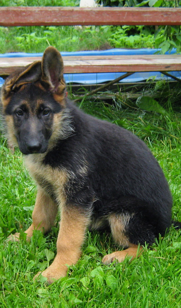 Щенок немецкой овчарки у скамейки