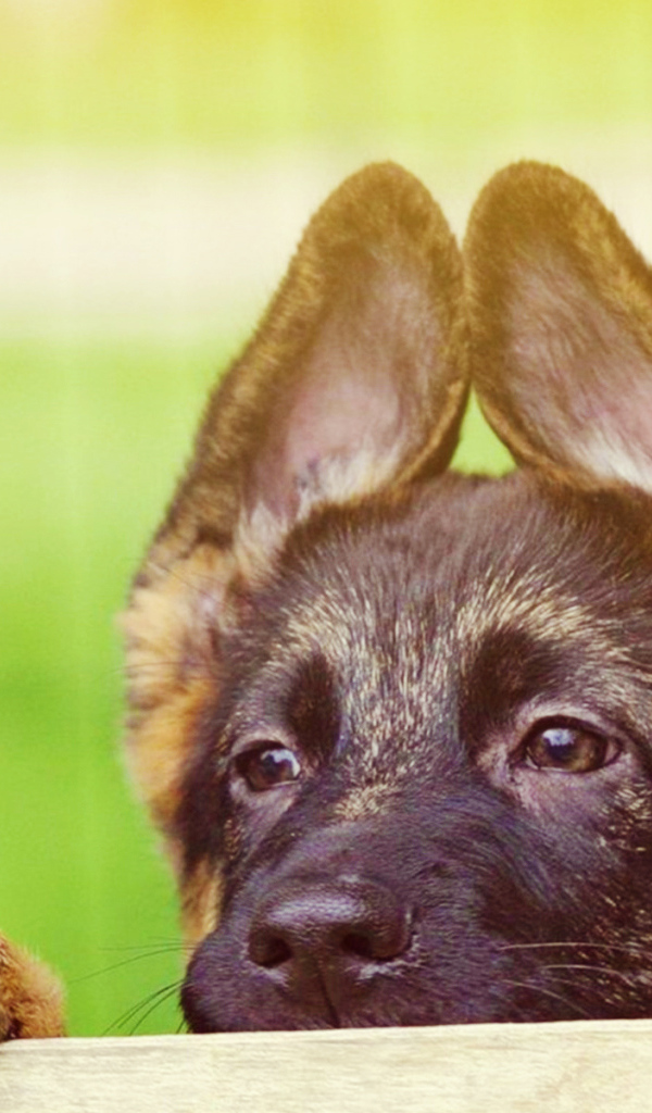 Щенок немецкой овчарки выглядывает