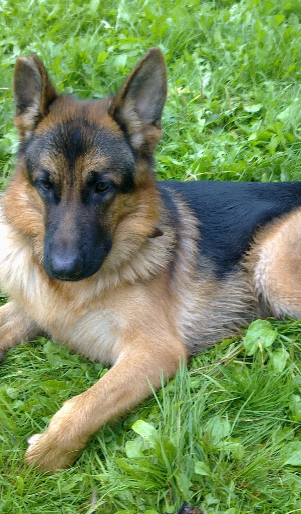 Немецкая овчарка отдыхает на траве