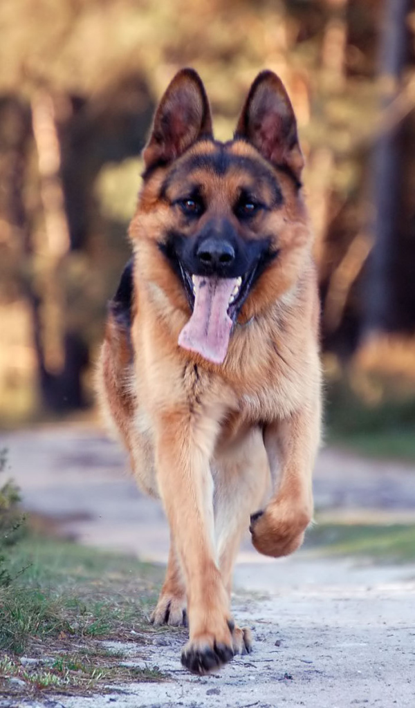 Немецкая овчарка бежит по дороге