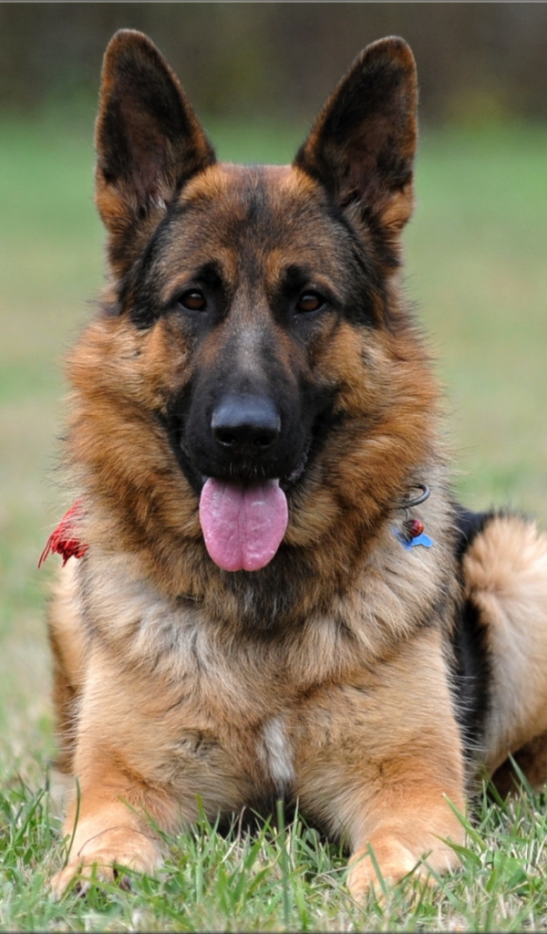 Немецкая овчарка навострила уши