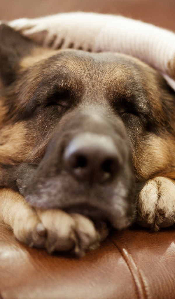 Немецкая овчарка спит