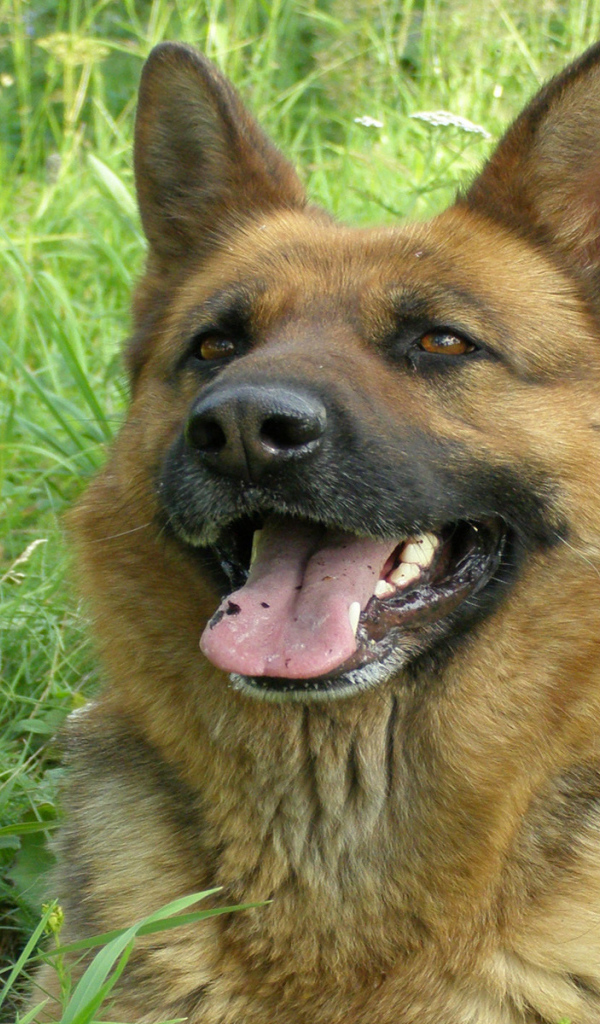 Немецкая овчарка улыбается