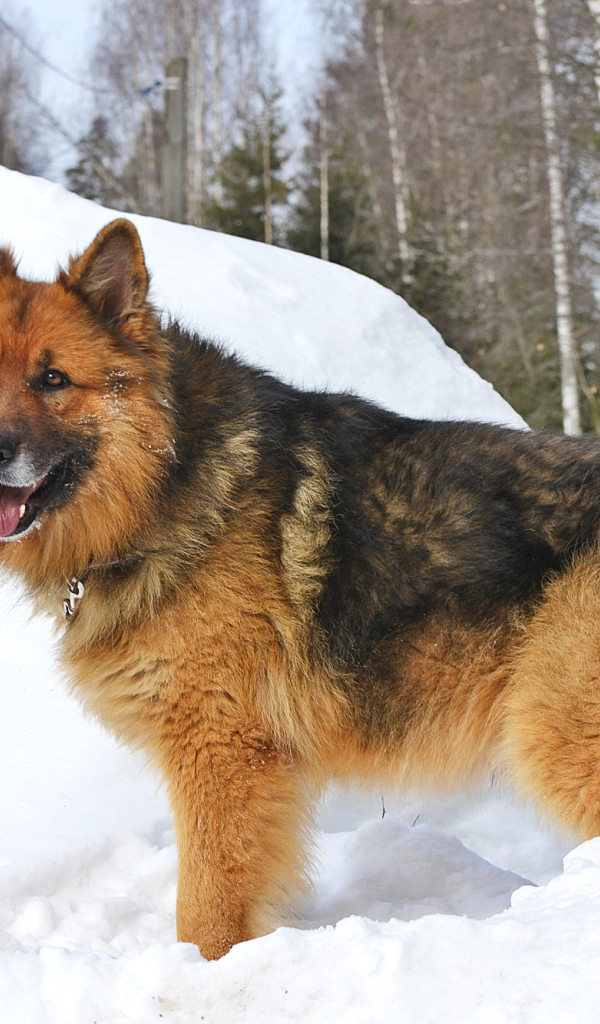 Немецкая овчарка стоит в сугробе
